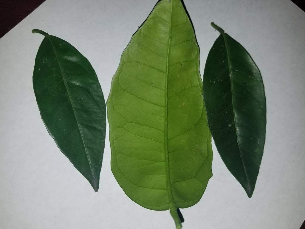 Fresh-orange-leaves---30-leaves-1411