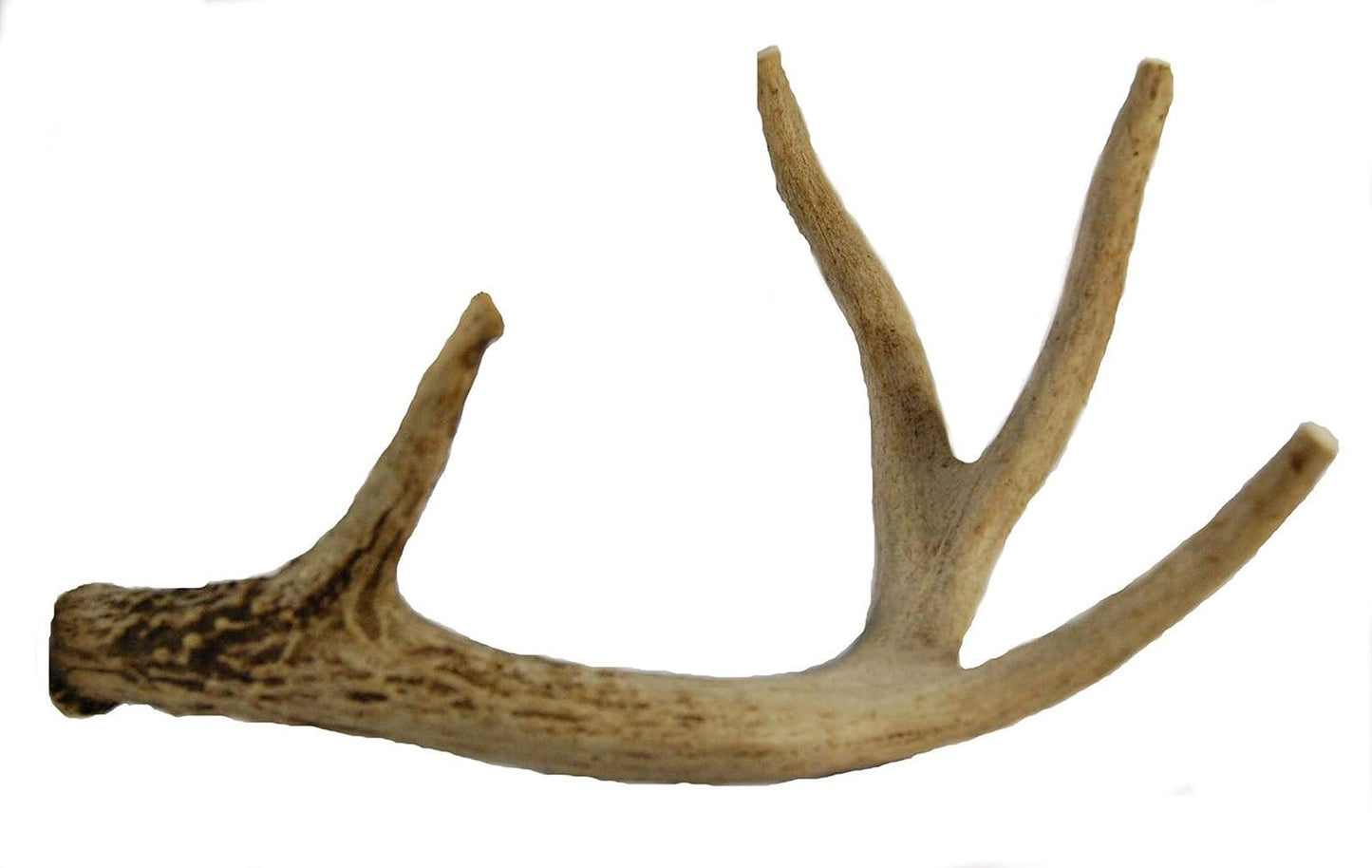 Whitetail-Deer-Antler-Dog-Chew,-Medium,-8-Inches-2661