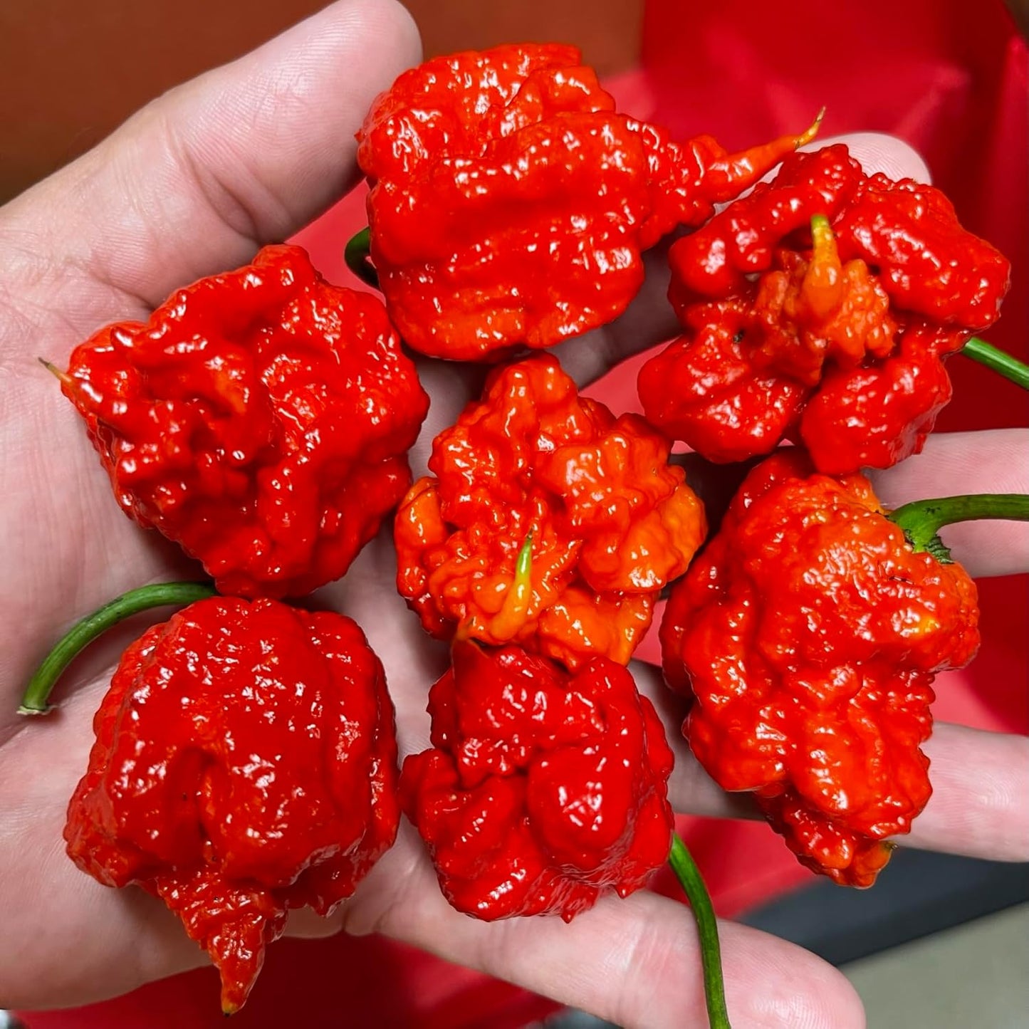 6-Fresh-Picked-Carolina-Reaper-Pepper-689