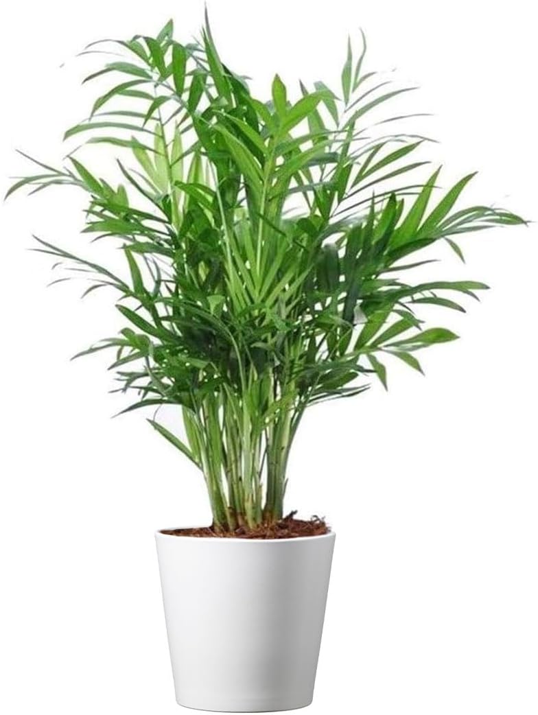 American-Plant-Exchange-Parlor-Palm-–-4-Inch-Pot-with-Cover-–-Live-491