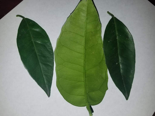 Fresh-orange-leaves---30-leaves-1433
