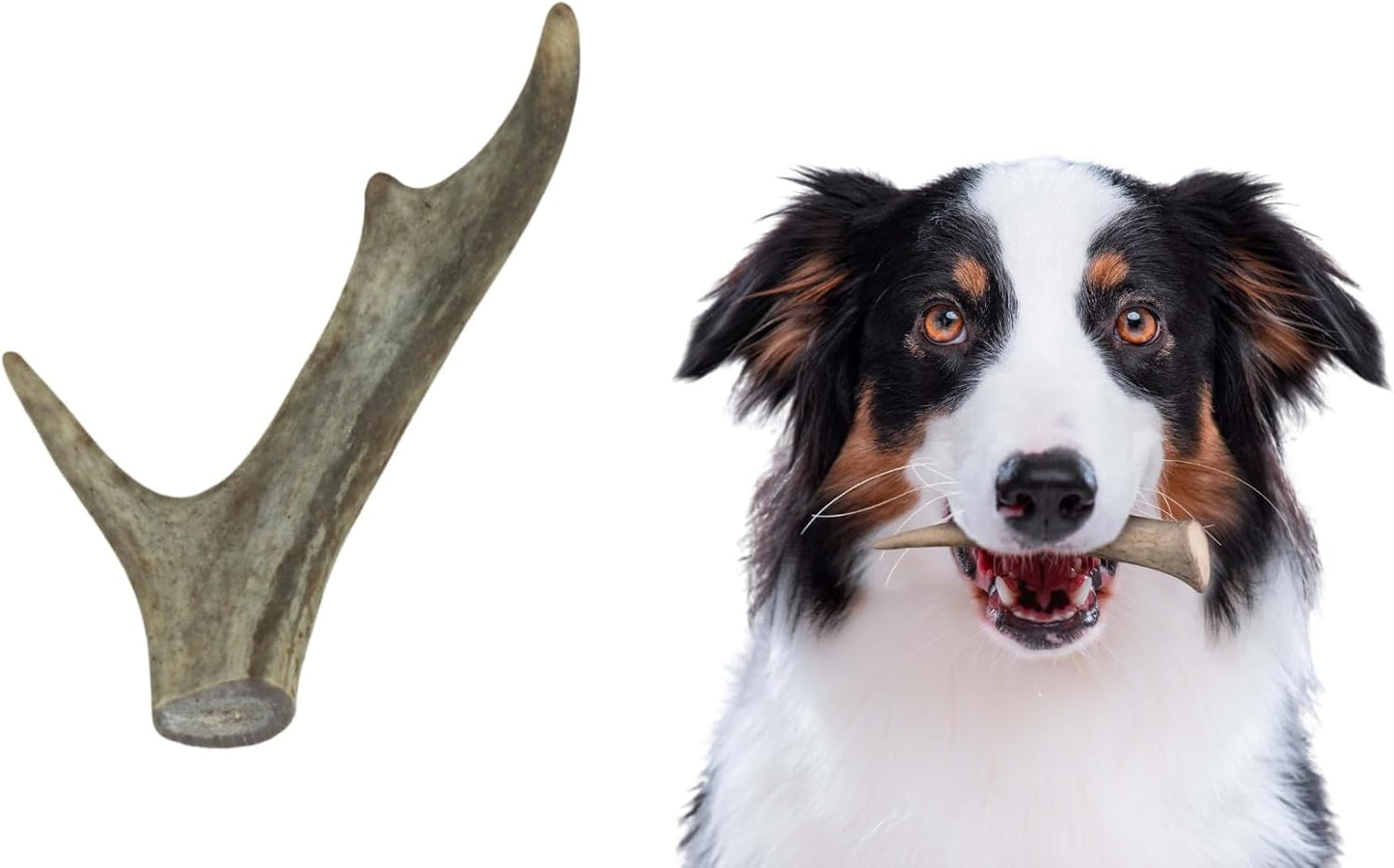 Premium-White-Tail-Deer-Antler-Dog-Chews,-1-288