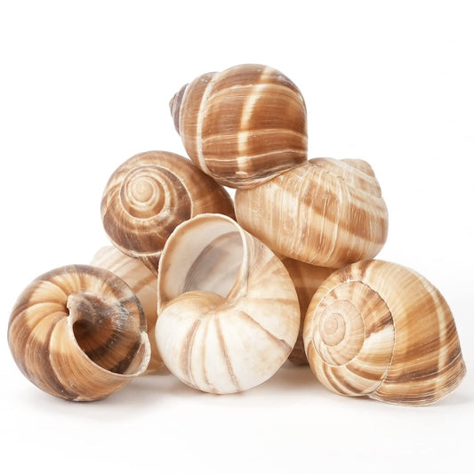 Cavair-Line-Caracoles-Escargot---Caracoles-gigantes-vacíos-–-24-piezas-–-Escargot-1000