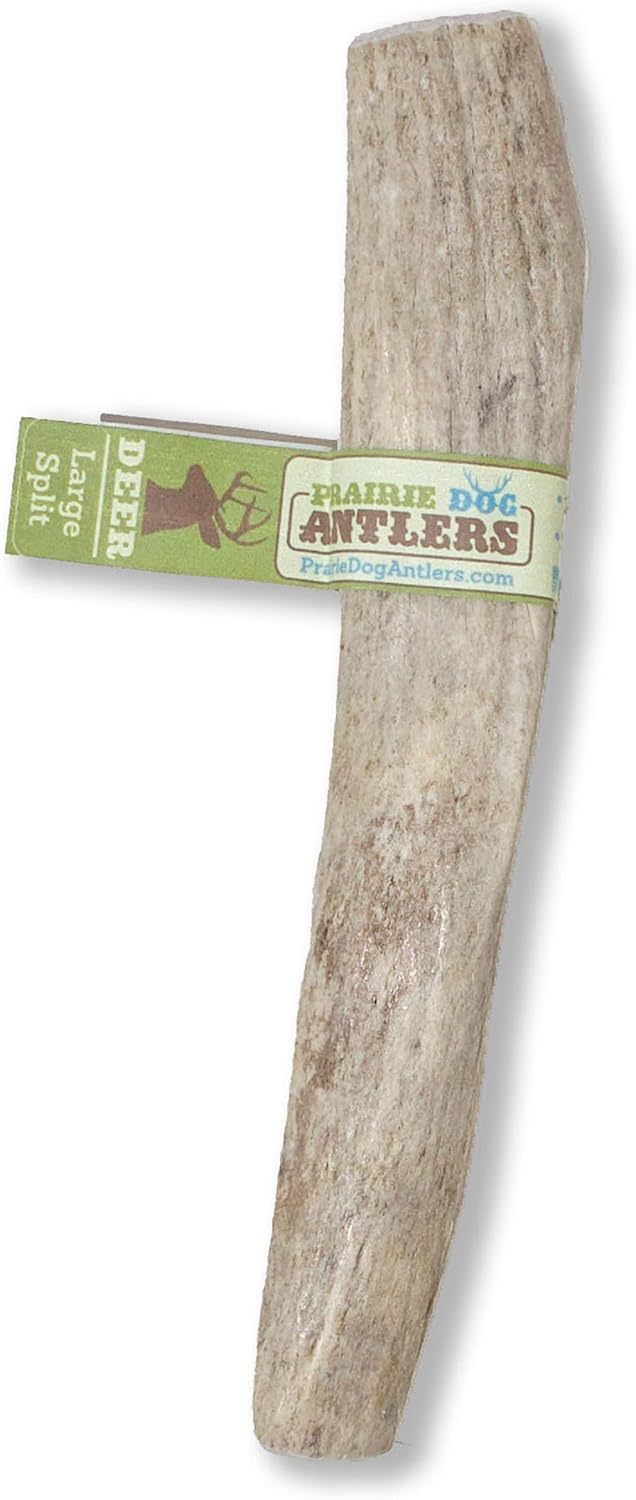 Prairie-Dog-Antlers-|-North-American-Split-Antler-|-Large-|-Shed-787
