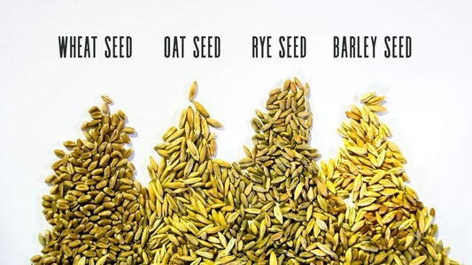 Cat-Grass-Blend---Wheat,-Barley,-Oats,-and-Rye-Seed-Mix---Non-GMO-187