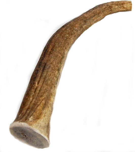 Big-Dog-Antler-Chews-Elk-Antler-Dog-Chew,-Extra-Large-Tine,-inches,-1743