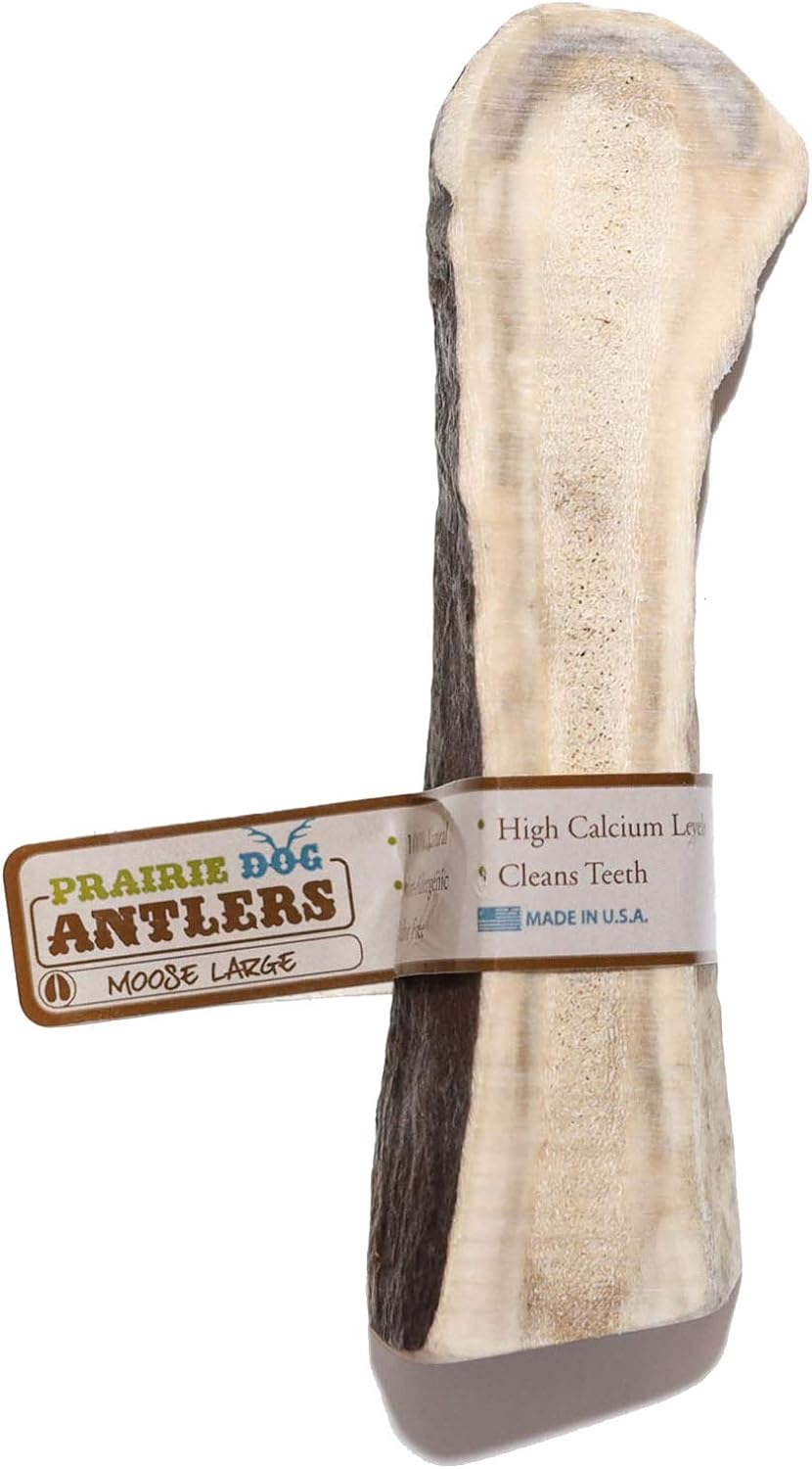 Prairie-Dog-Antlers-|-North-American-Split-Moose-1274