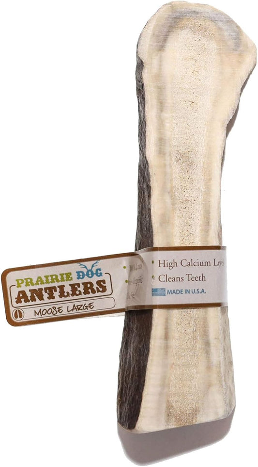 Prairie-Dog-Antlers-|-North-American-Split-Moose-1274