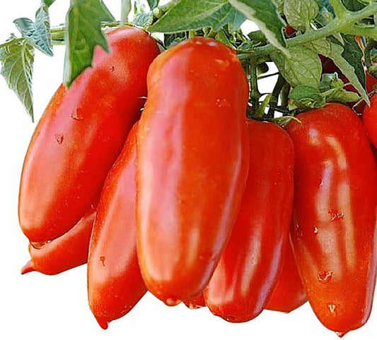 San-Marzano-Tomato-Seeds---For-Growing-Delicious-Tomatoes-for-Sauces,-Paste,-145