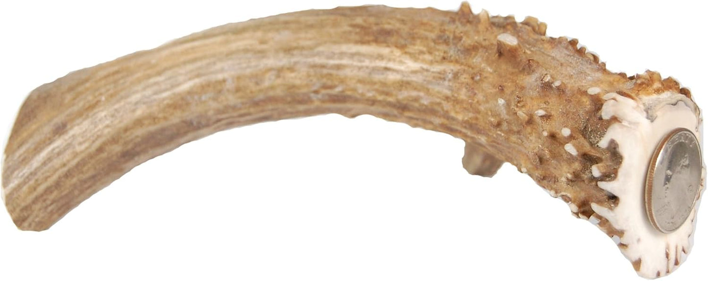 XL-Deer-Antler-Dog-Chew---Extra-Large,-1703