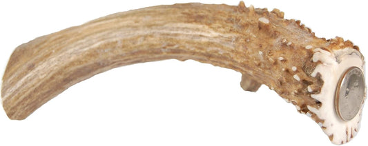XL-Deer-Antler-Dog-Chew---Extra-Large,-1703