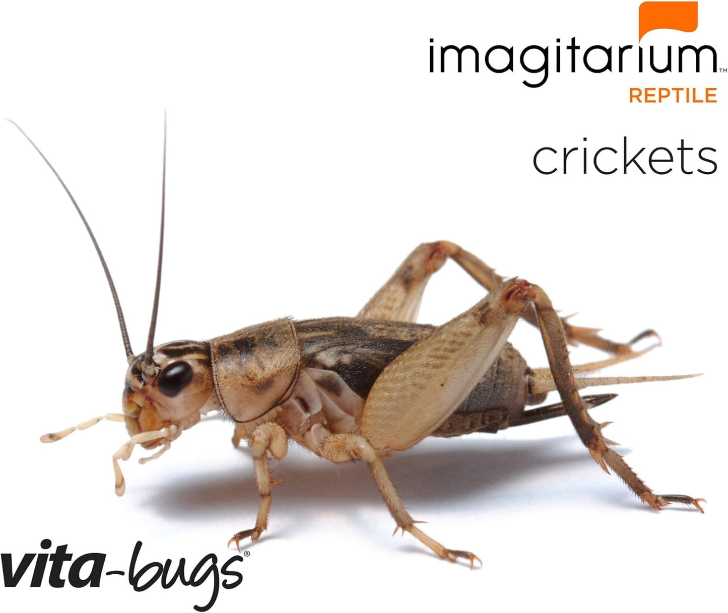 Timberline-Vita-Bugs-3/4"-Live-Crickets,-Count-of-250,-546