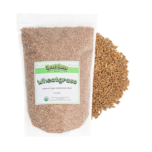 The-Sprout-House-Semillas-de-pasto-de-trigo-–-de-134