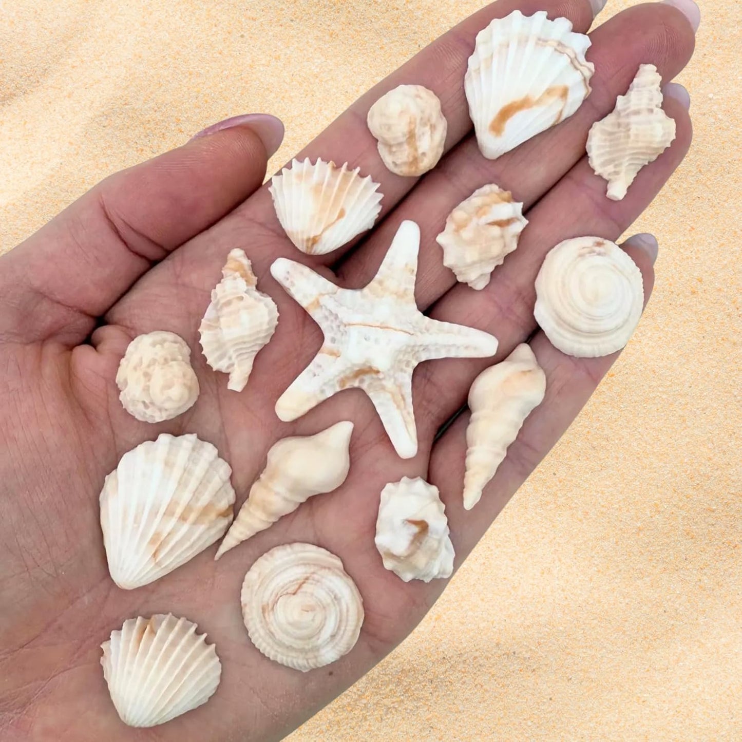 15-Dye-Free-Seashell-Edible-Cake-Decorations,-Vegan,-Gluten-Free,-Edible-Cake-Toppers-Cupcakes,-&-503