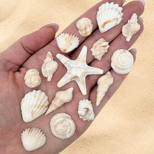 15-Dye-Free-Seashell-Edible-Cake-Decorations,-Vegan,-Gluten-Free,-Edible-Cake-Toppers-Cupcakes,-&-503