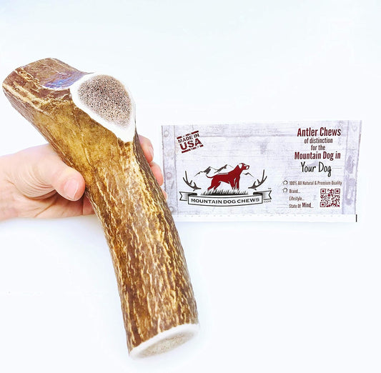 X-Large-Whole-Elk-Antler-Dog-Chew---Grade-720