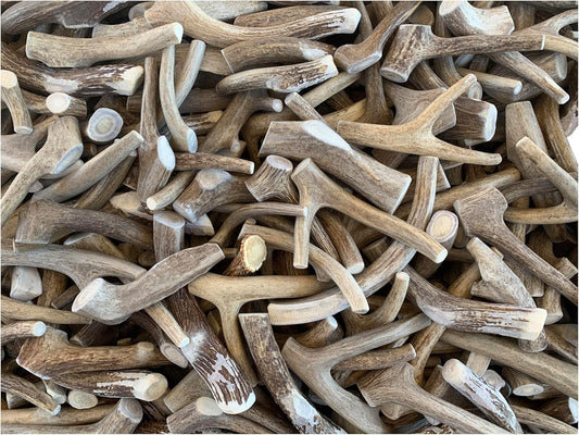 Antler-Man-Premium-Deer-Antler-Pieces---Dog-Chews---Sold-The-14